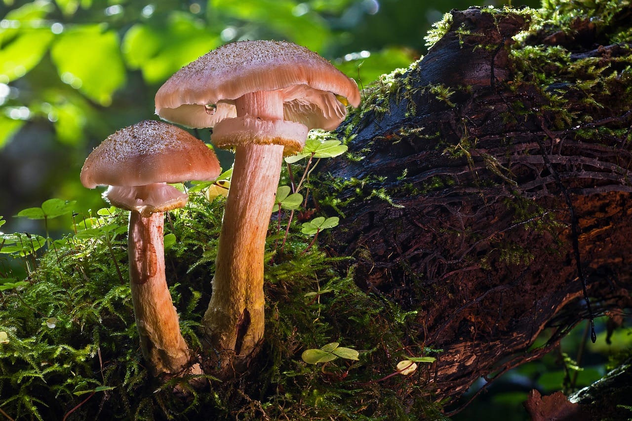 Magic Mushrooms’ Psychedelic Effects – Have They Contributed to Human Evolutionary Advancement?
