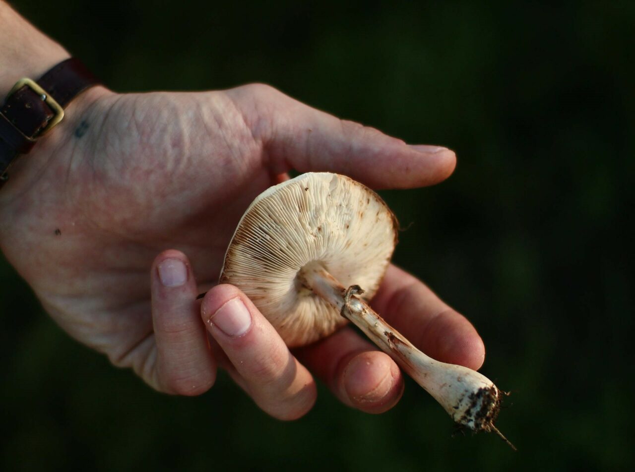 Discovering the Pharmacokinetics of Psychedelic Mushrooms