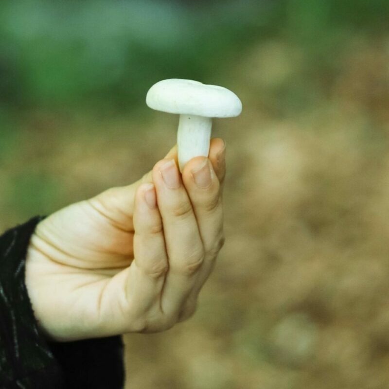 shrooms online in Canada | Powerful Magic Mushrooms Canada