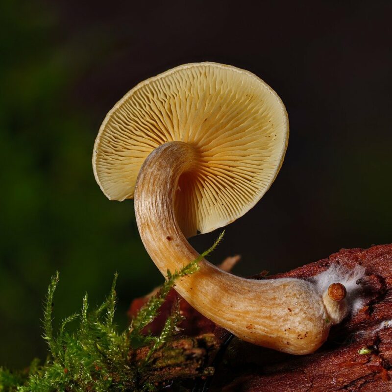 Alacabenzi Strain | Powerful Magic Mushrooms Canada