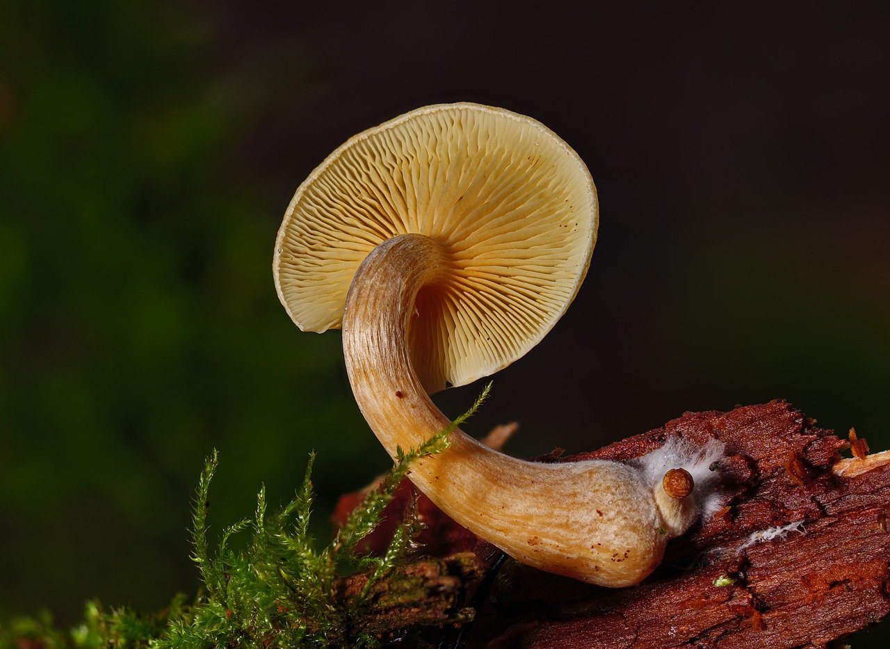 Overview of the Alacabenzi Strain – Essential Knowledge for Users Prior to Their First Dose