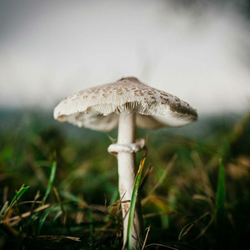 White Monster | Powerful Magic Mushrooms Canada
