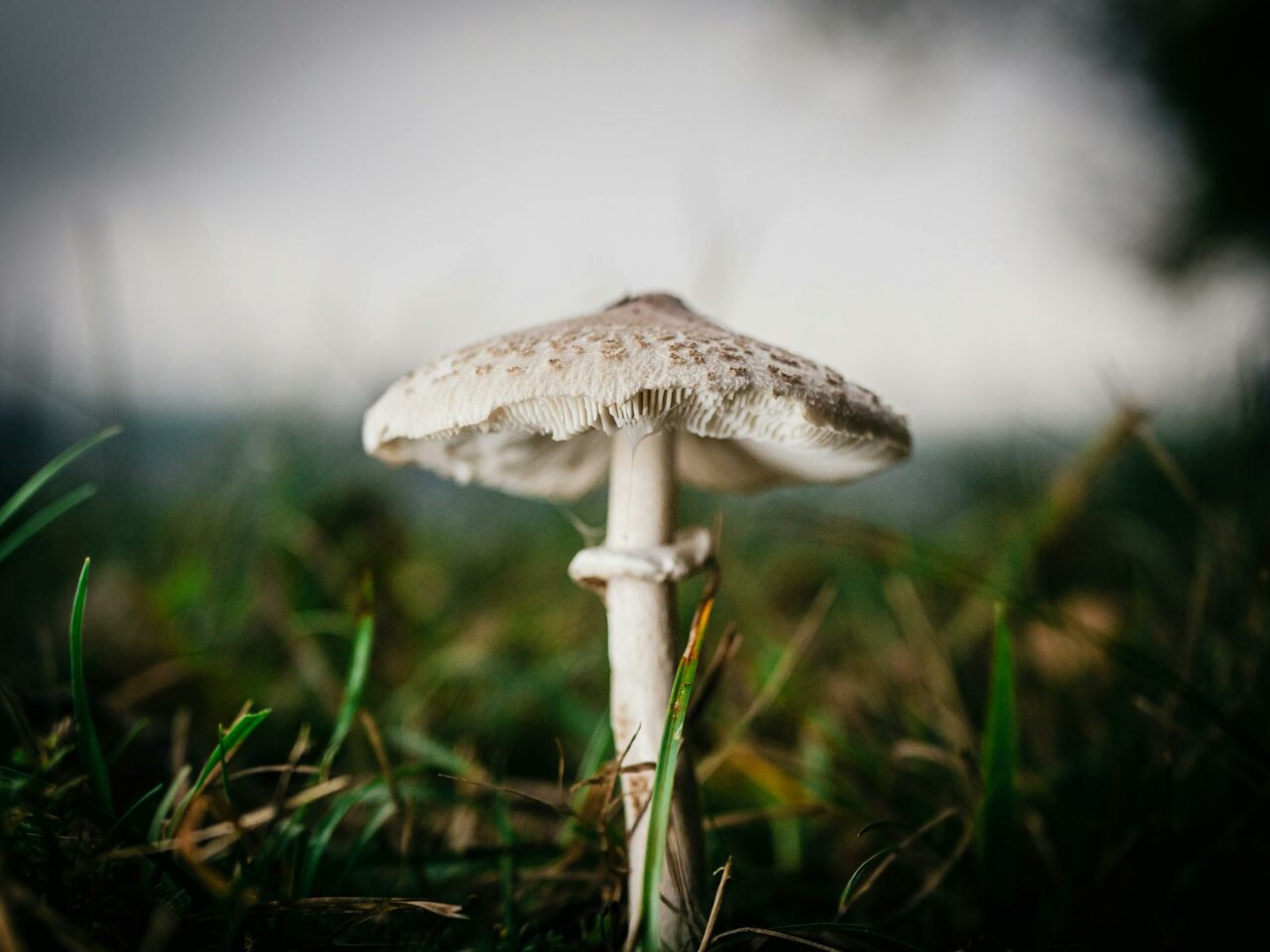 Which Combinations Can Enhance the Experience with White Monster Magic Mushrooms?