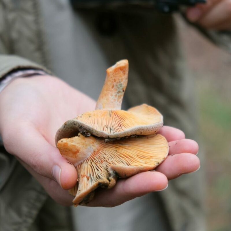 Apex Strain | Powerful Magic Mushrooms Canada