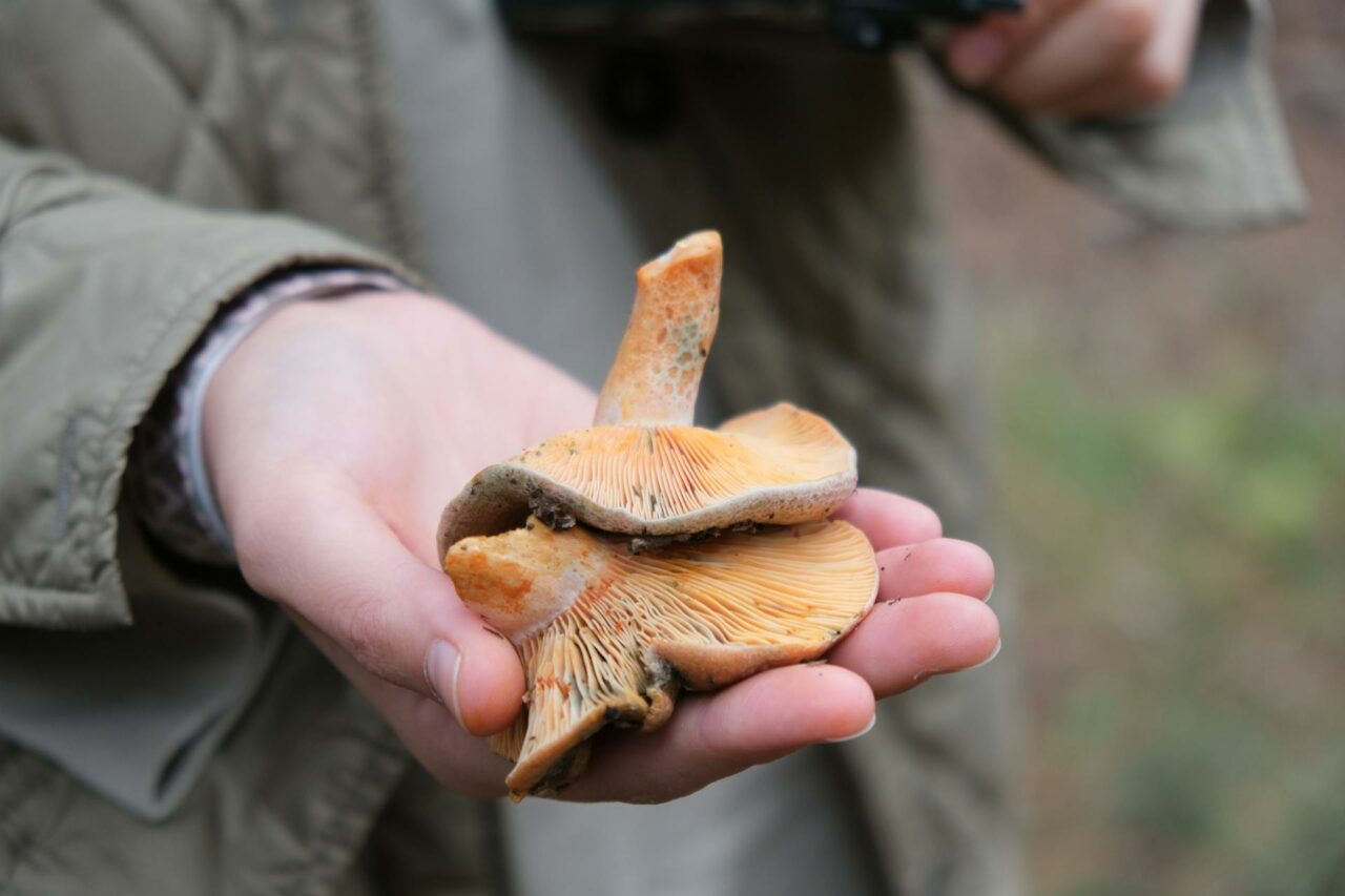 The Reasons I’ll Always Include Apex Strain Mushrooms in My Self-Care Regime