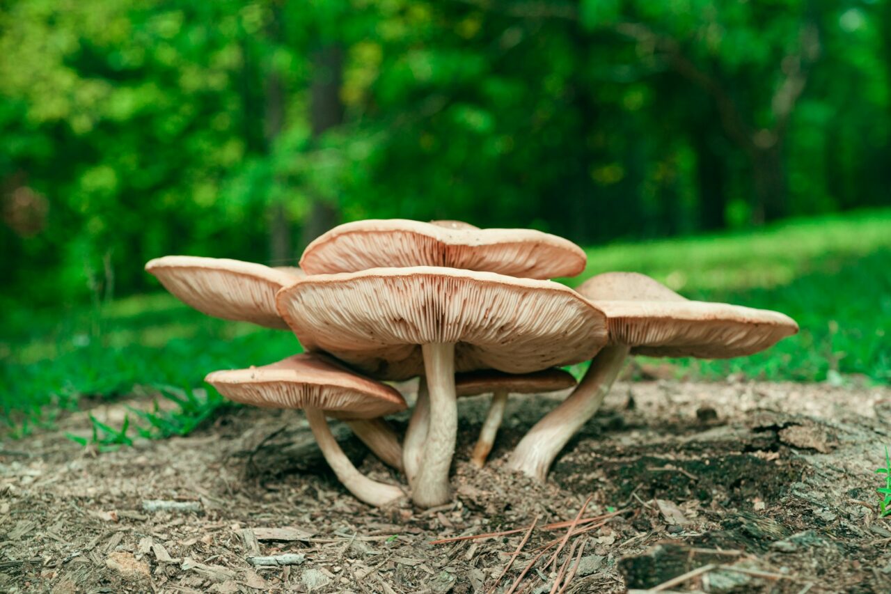 Enjoyed the Big Daddy Mushroom during a Hike—Highly Recommend, Would Definitely Repeat
