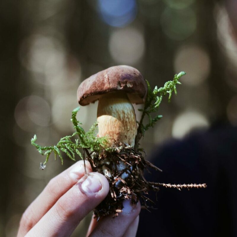 Buy Shrooms | Powerful Magic Mushrooms Canada