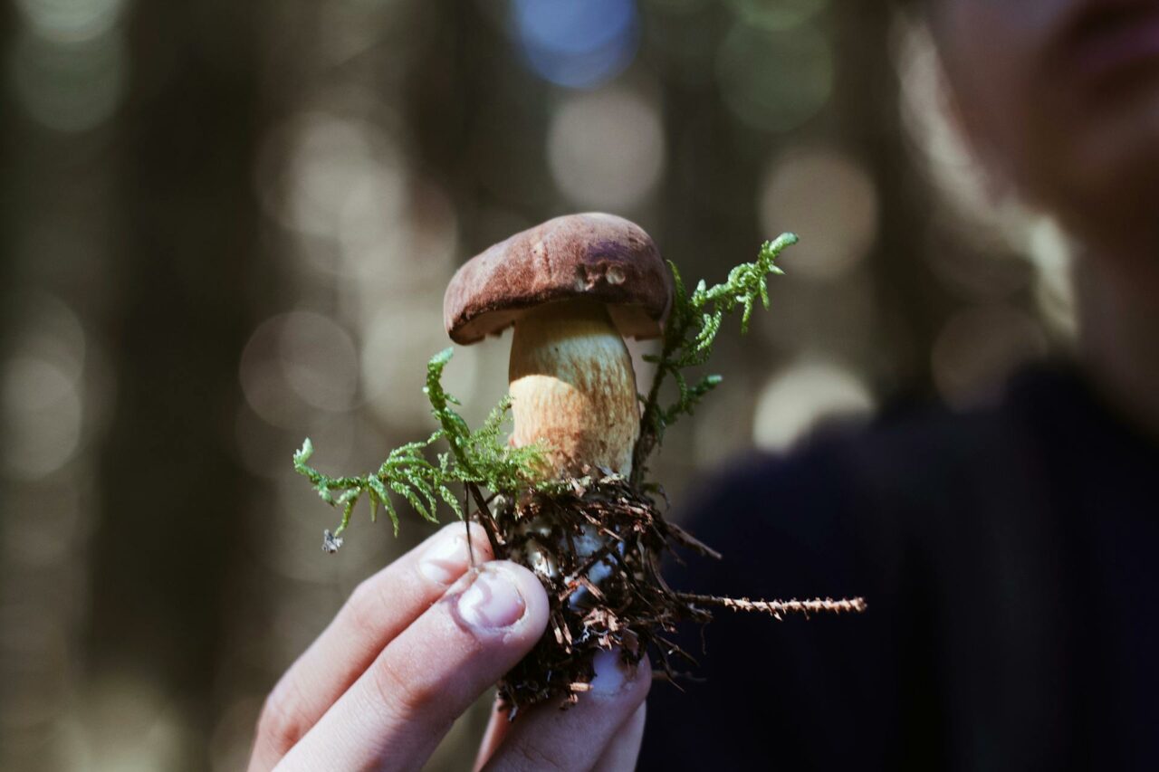 Purchase Mushrooms Online? A Pensioner Regrets Not Utilizing Psilocybin 45 Years Earlier