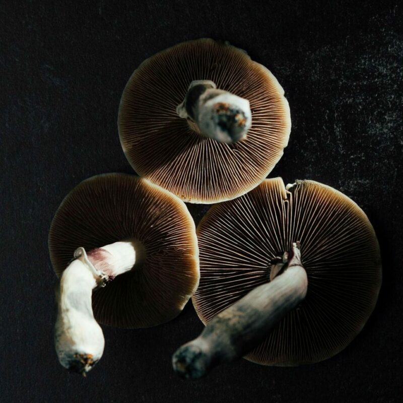 Magic Mushroom Canada | Powerful Magic Mushrooms Canada