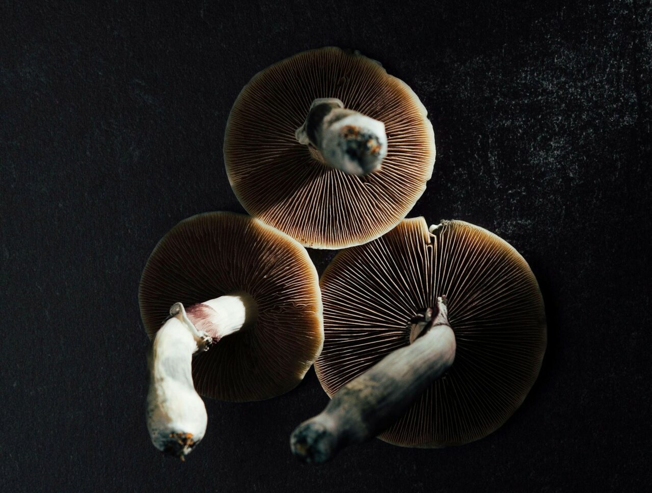 Canadian Magic Mushroom – Specialists Discuss Why Natural Psilocybin has a Stronger Effect Than Its Laboratory-Produced Counterpart