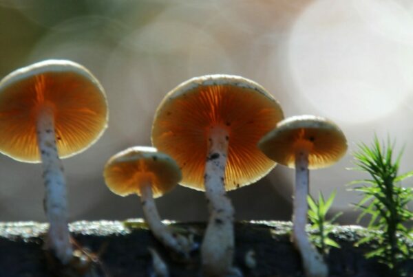 Magic Mushroom Delivery