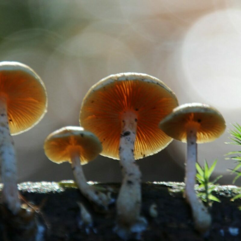 Magic Mushroom Delivery | Powerful Magic Mushrooms Canada