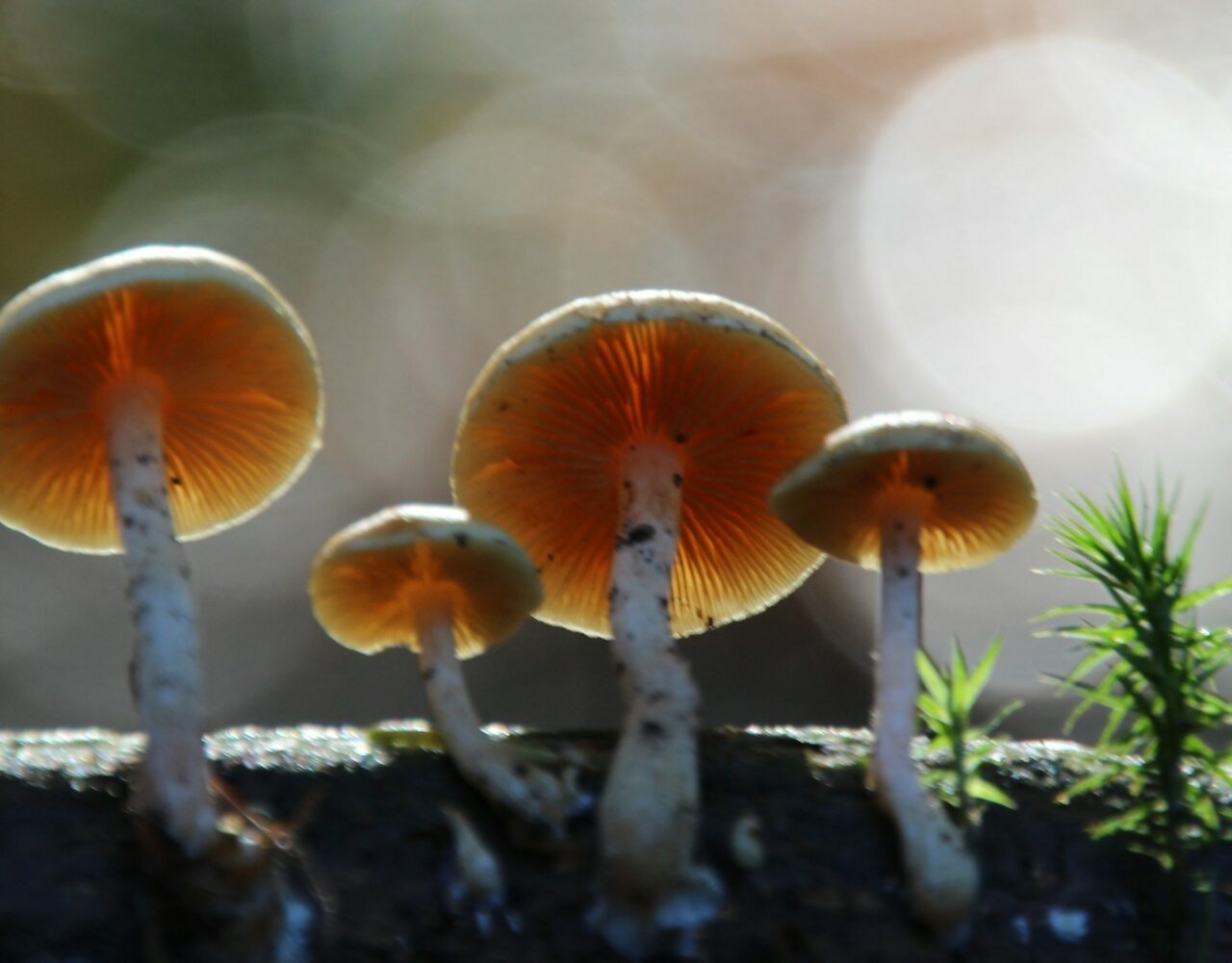 How Delivery of Magic Mushrooms Transformed My Psychedelic Experience (for the Better)