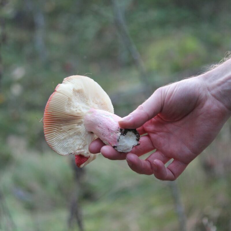 Magic Mushroom Delivery | Powerful Magic Mushrooms Canada