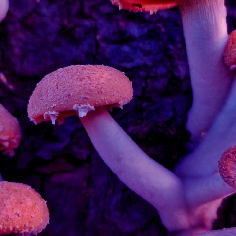 Mushroom Dispensary | Powerful Magic Mushrooms Canada
