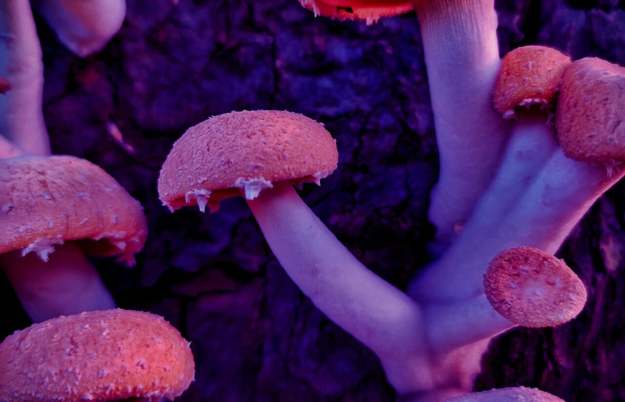 How a Mushroom Dispensary’s Psilocybin Could Reshape Minds Bound by HIV-Associated Shame