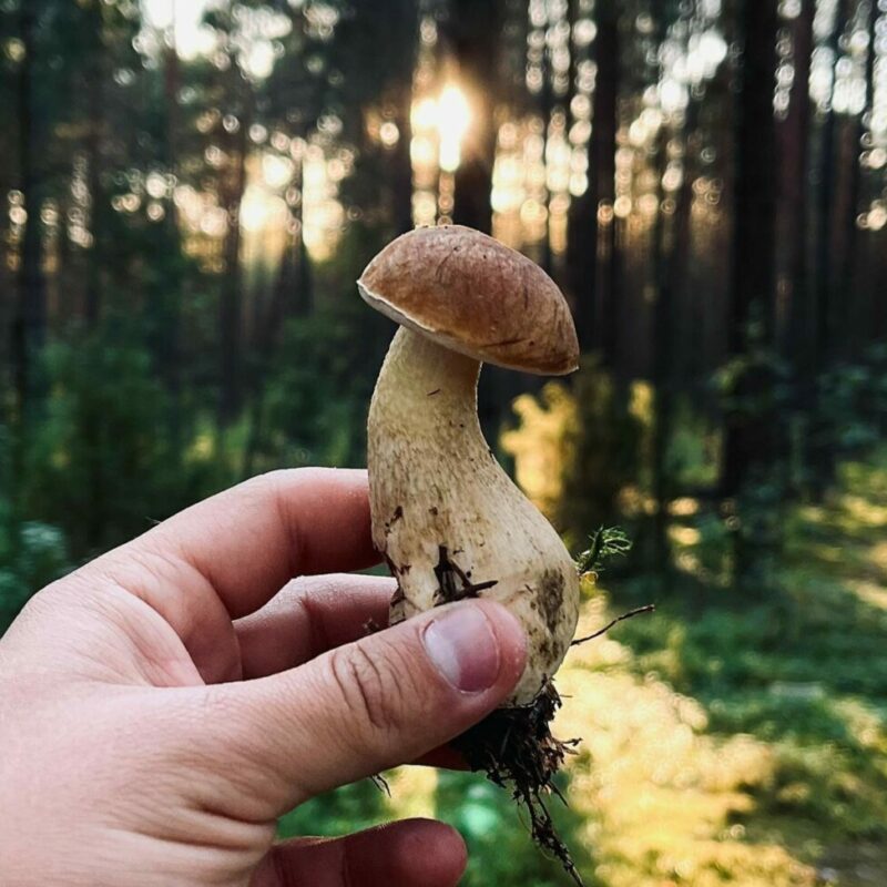 Shrooms Delivery Canada | Powerful Magic Mushrooms Canada