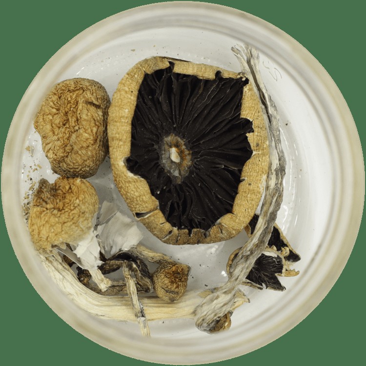  | Powerful Magic Mushrooms Canada