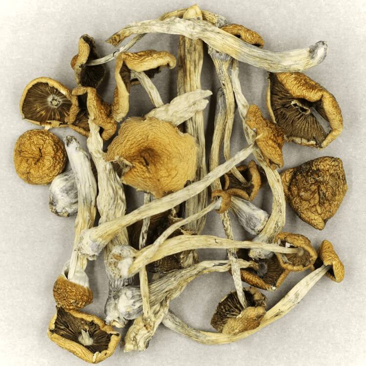  | Powerful Magic Mushrooms Canada