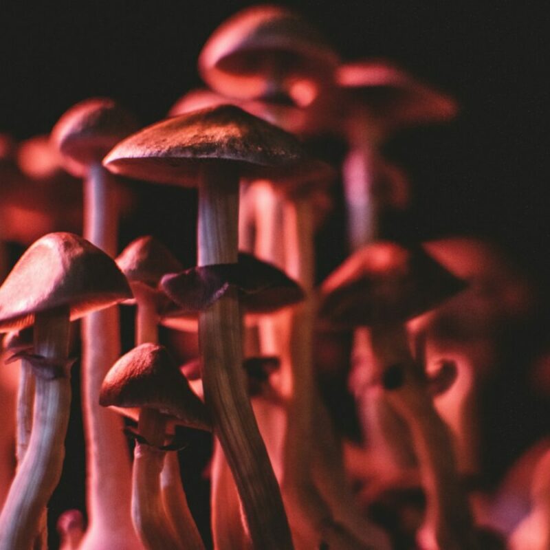  | Powerful Magic Mushrooms Canada