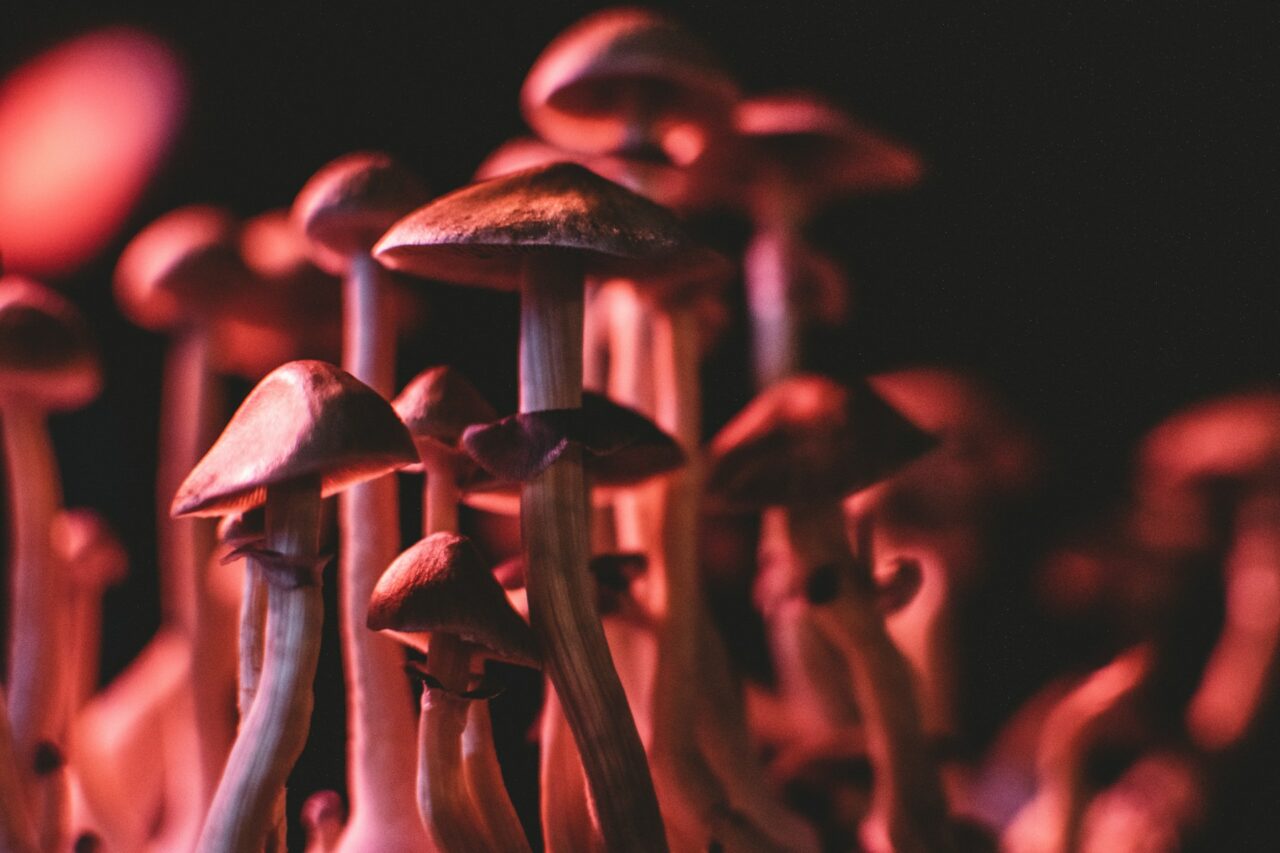 Obtaining Psychedelics Online: My Experience in Navigating Scams
